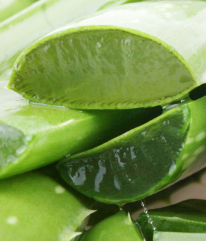 Kaufen Sie reines und natürliches Aloe Vera, um Ihre Haut zu pflegen